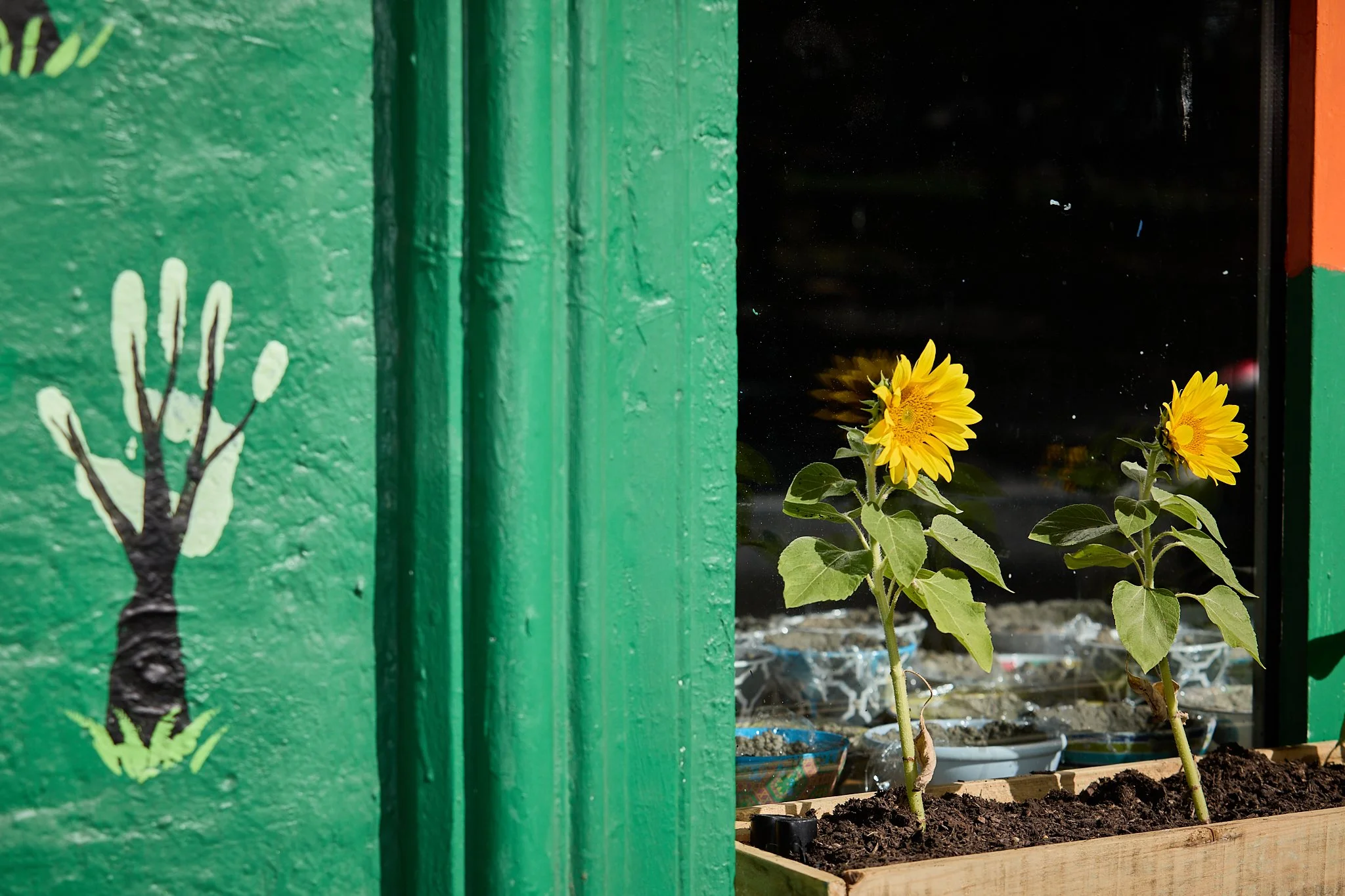 Flowers on a window sill